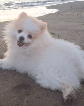 Fratellini di Pomerania