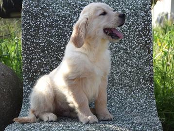 Cuccioli di golden retriever