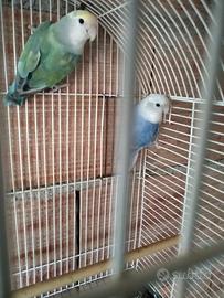 Inseparabili