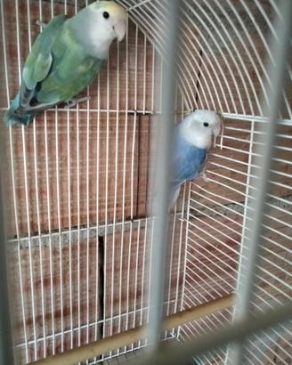 Inseparabili