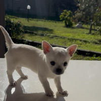 Cucciola chihuahua toy 2 mesi