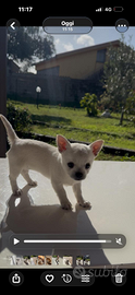 Cucciola chihuahua toy 2 mesi