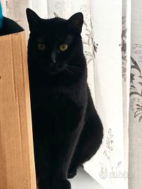 Timo micio nero