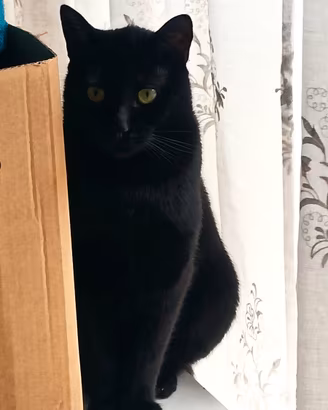 Timo micio nero