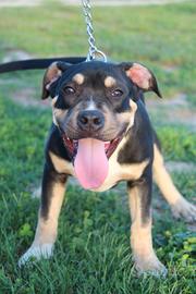 American pitbull terrier