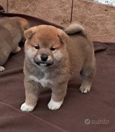 Shiba inu cucciolo