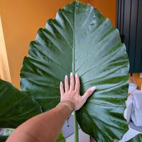 Pianta Alocasia