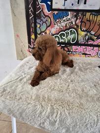 Barboncino Toy da monta con pedigree ENCI