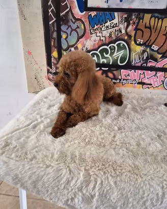 Barboncino Toy da monta con pedigree ENCI