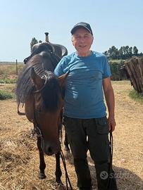 Cavallo stallone arabo