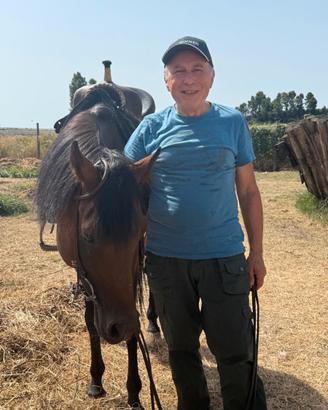 Cavallo stallone arabo
