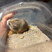 Criceti mi Roborovskj