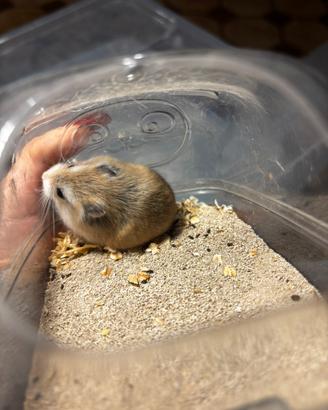 Dono cricetini Roborovskj