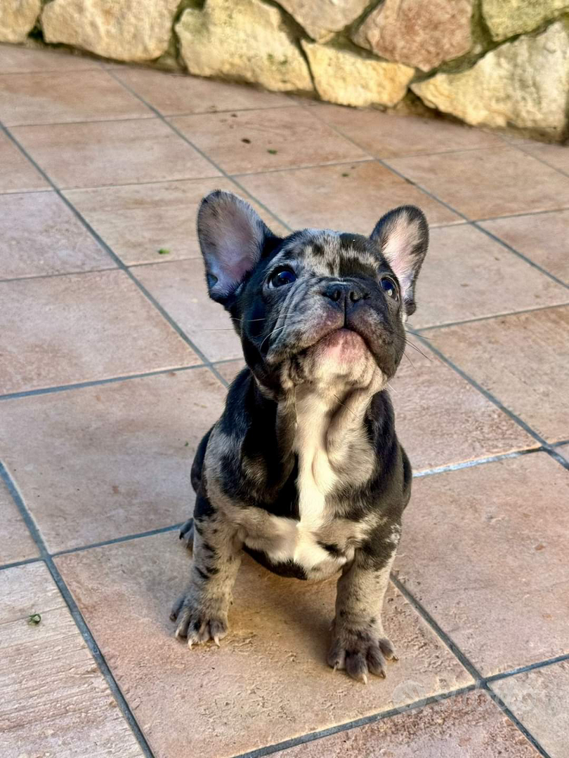 Bouledogue Francese Merle' - Animali In vendita a Palermo