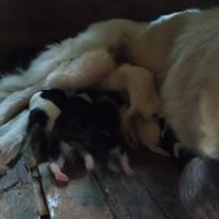 Disponibilità per cagniolini