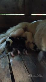 Disponibilità per cagniolini