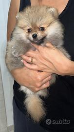 Spitz pomerania cucciolo maschio