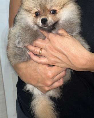 Spitz pomerania cucciolo maschio