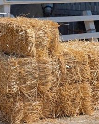 Fieno per animali , paciamatura ed eventi