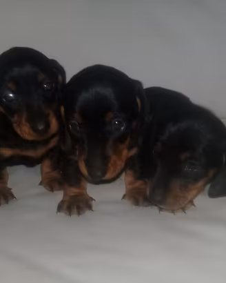 Bassotto kaninchen