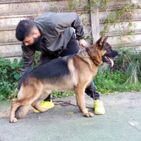 Cane pastore tedesco