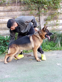 Cane pastore tedesco