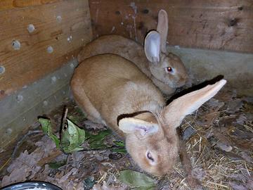 Conigli fulvo di borgogna