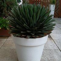Agave Victoriae-Reginae