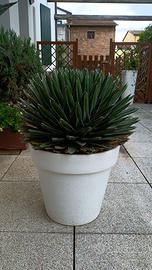 Agave Victoriae-Reginae