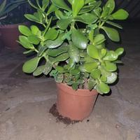 albero di giada 