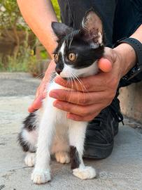 Gattino 3 mesi