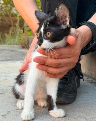 Gattino 3 mesi