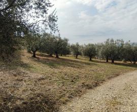 Terreno ad olivi a Sesto Fiorentino