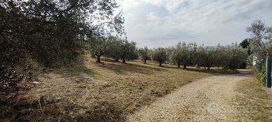 Terreno ad olivi a Sesto Fiorentino