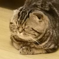 Scottish fold Tabby maschio per accoppiamento
