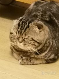Scottish fold Tabby maschio per accoppiamento