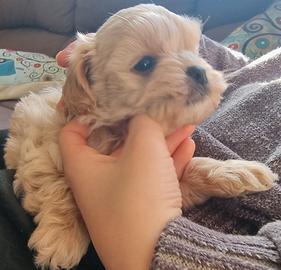 Cuccioli Maltipoo da Barboncino Red e Maltese