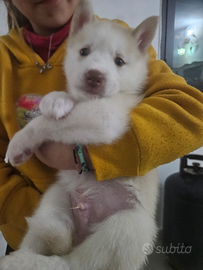 Husky siberiano