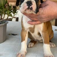 Cuccioli di boxer