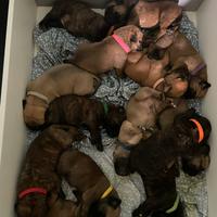 Cuccioli Bullmastiff