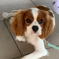 Cane cavalier king 9 mesi