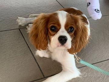 Cane cavalier king 9 mesi