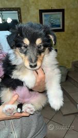 Cuccioli pastore scozzese