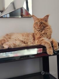 Cuccioli Maine Coon