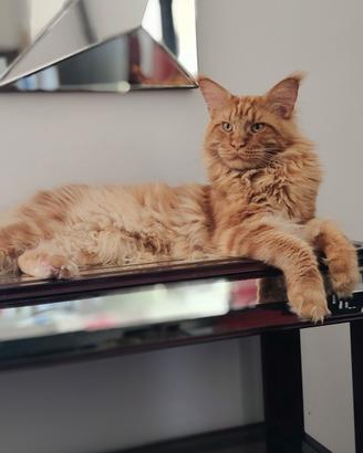 Cuccioli Maine Coon