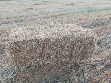balle Paglia di grano, lug2026