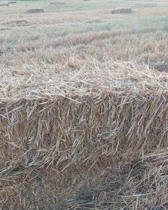 balle Paglia di grano, lug2026