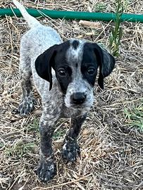 Cuccioli bracco tedesco × setter inglese - genitor