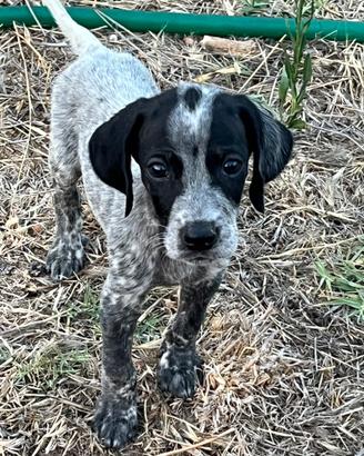 Cuccioli bracco tedesco × setter inglese - genitor