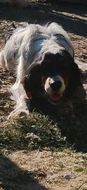 Setter inglese